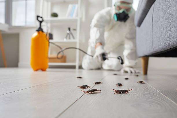 Commercial Rodent Management in Carlstadt